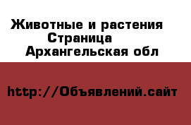  Животные и растения - Страница 14 . Архангельская обл.